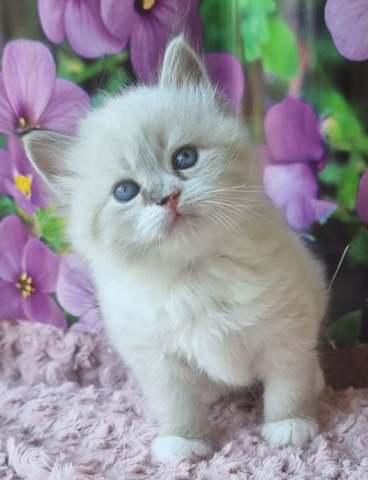 Котик невский маскарадный