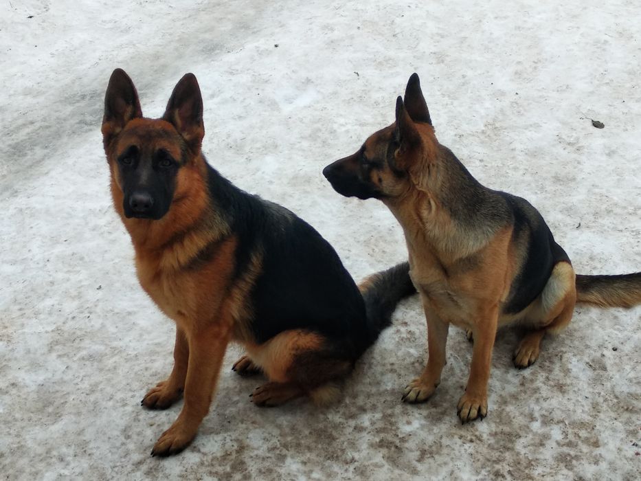 В'язка німецької вівчарки.