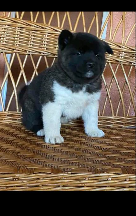 . Американська акіта