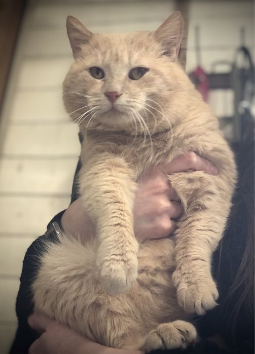 Руденький хлопчик у відповідальну родину