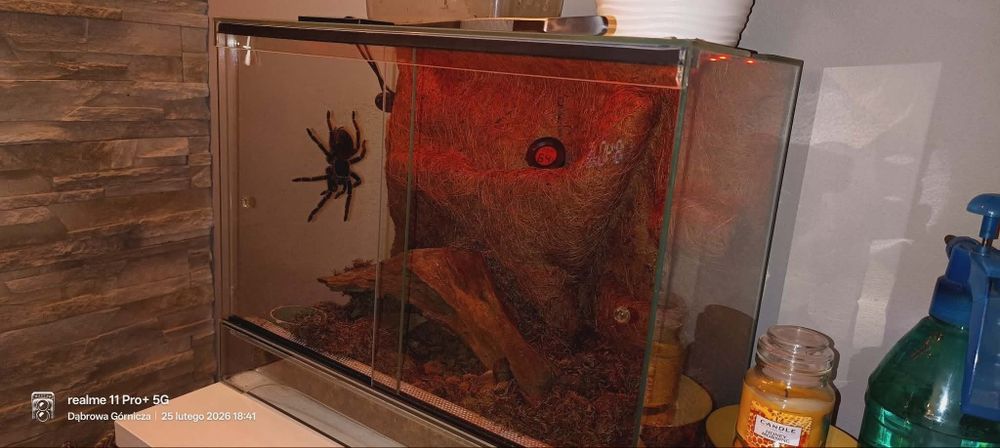 Ptasznik Lasiodora Parahybana Samiec