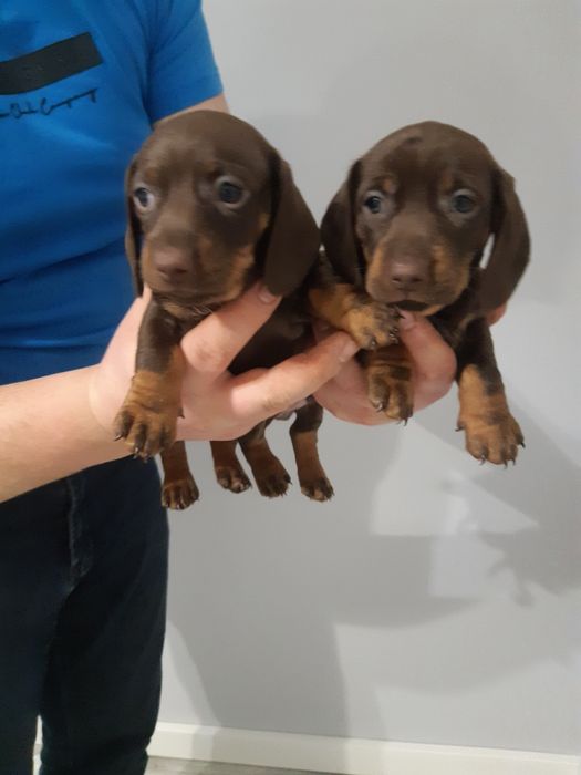 Jamnik krótkowłosy czekoladowy