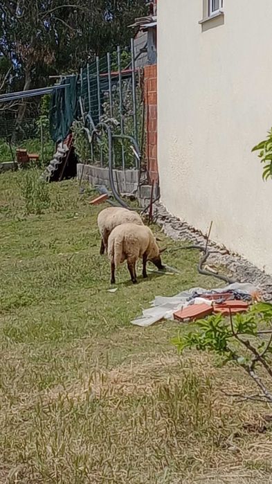 Vendo borrego perto de fazer um ano