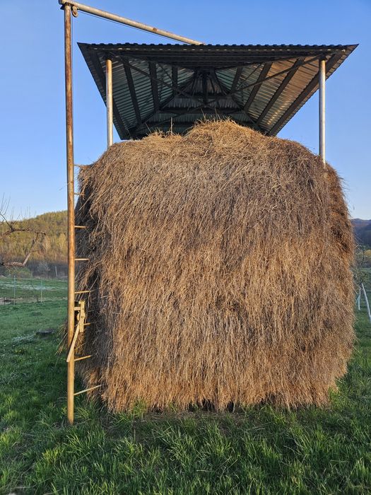 Сіно (не тюковане)