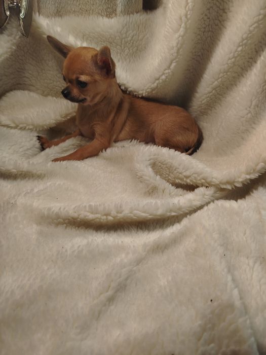 Продам мальчик чихуахуа окрас соболь мини