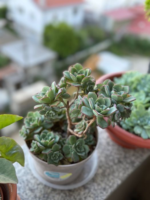Suculentas e cactos