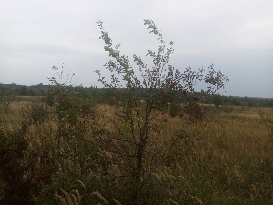 Продається земельна ділянка в с Підпечери