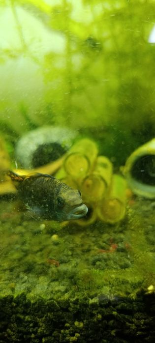 Apistogramma cacatuoides