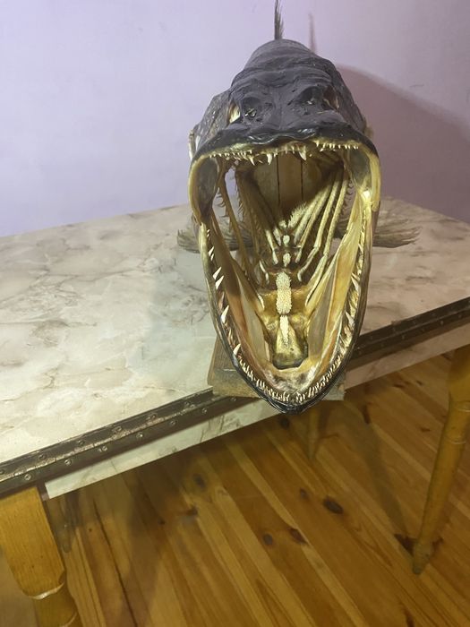 Чучело трофейної щуки