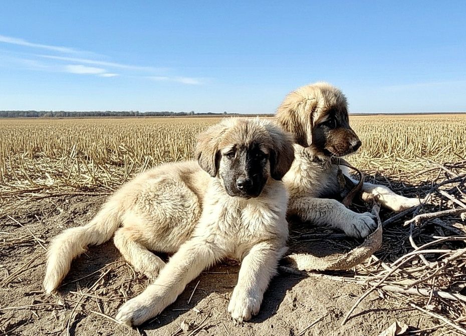 Цуценята від розплідника Start Escort великі робочі костисті