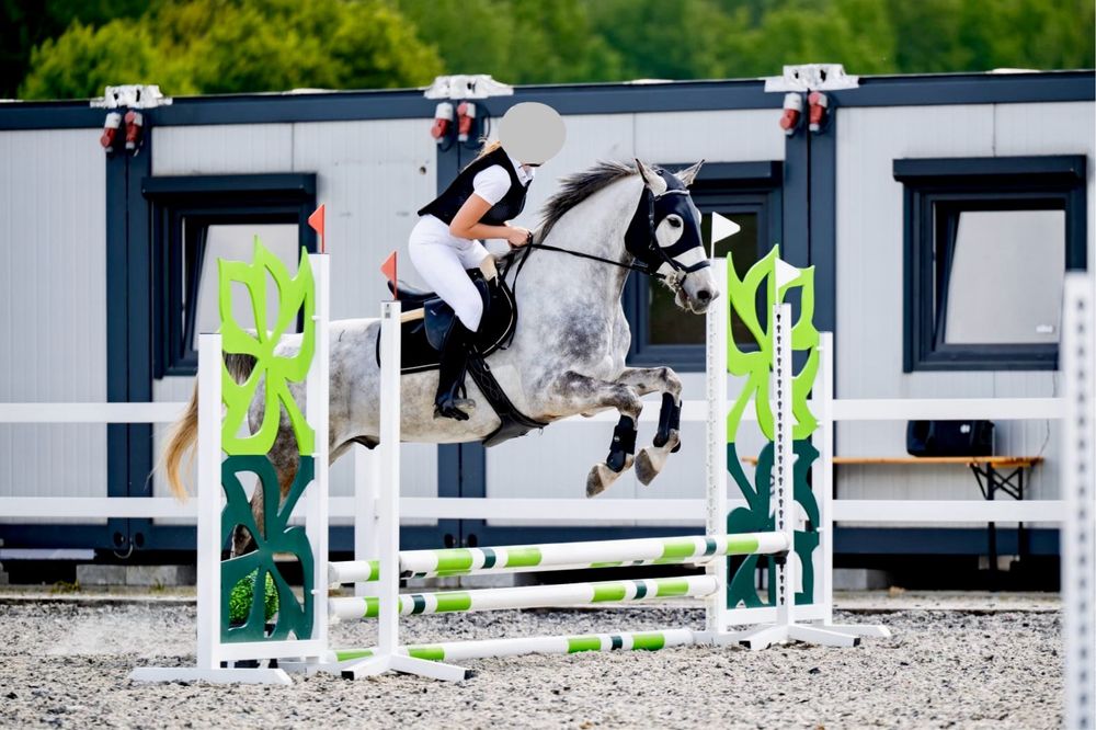 Sprzedam wałach malopolski siwy 6 lat. Zajeżdżony. + siodlo, oglowie.