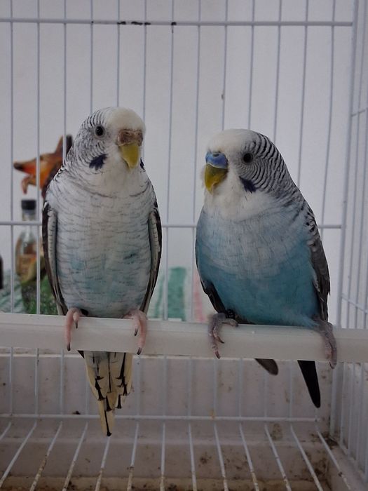 Casalinho de piriquitos asas negras