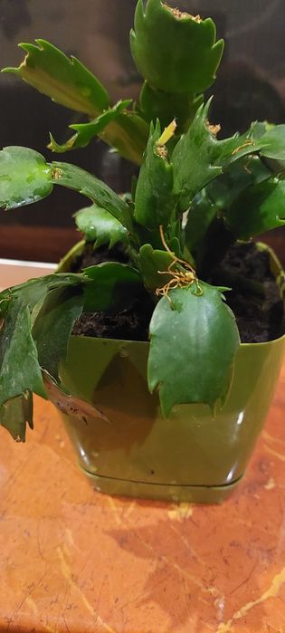 Сингониум пикси и рэд,бильбергия,шлюмбергера  ,эухариус,хлорофитум