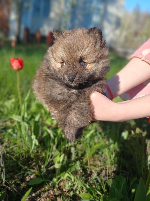 Шпіц  Шикарна дівчинка.