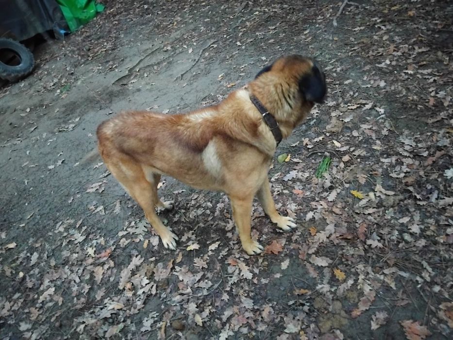 Cao da serra para adopção