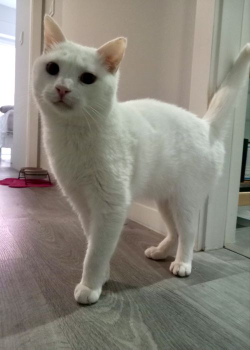Gato para adoção responsável