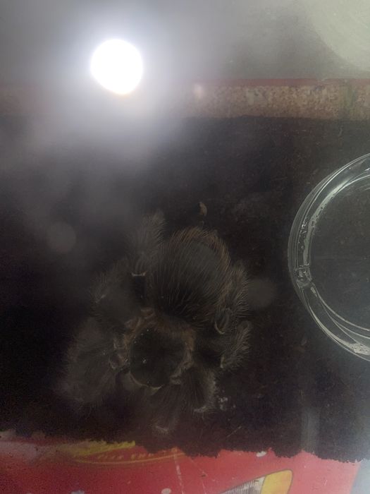 Терариум, и пренадлижащее