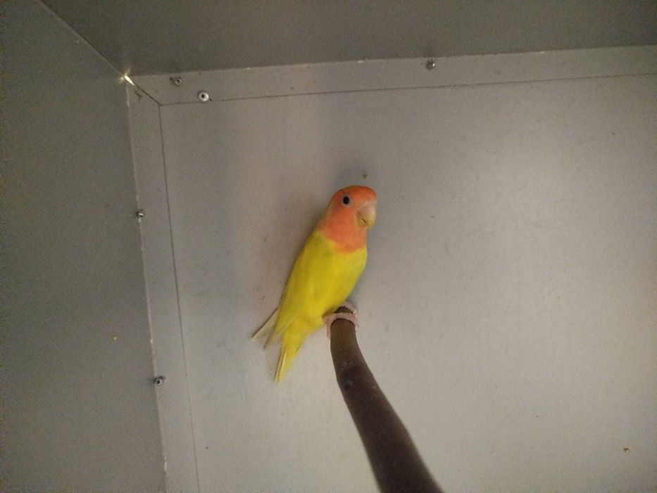 Agapornis machos e femeas