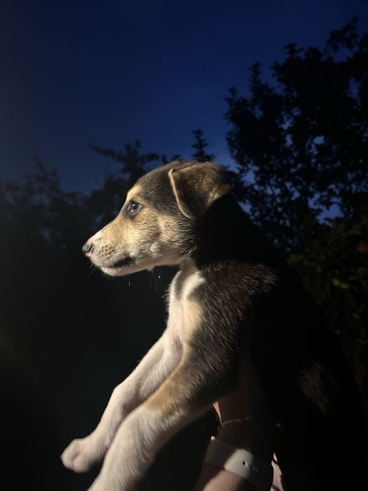 Цуцики, віддамо в хороші руки