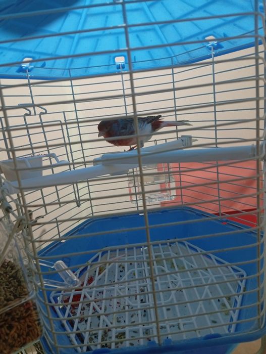 Canário alerquim português