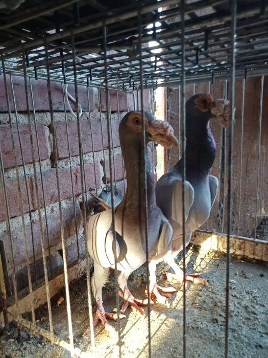 Gołębie kariery para