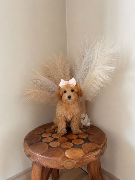 Maltipoo  malutka suczka