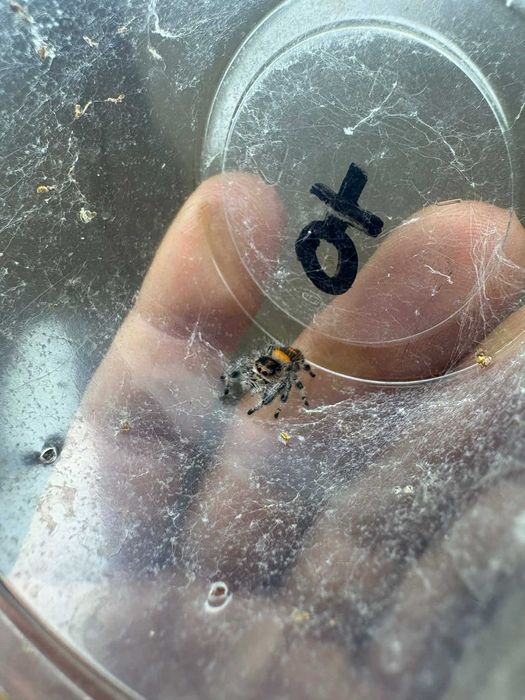 Skakun Phidippus regius Soroa SAMICZKI