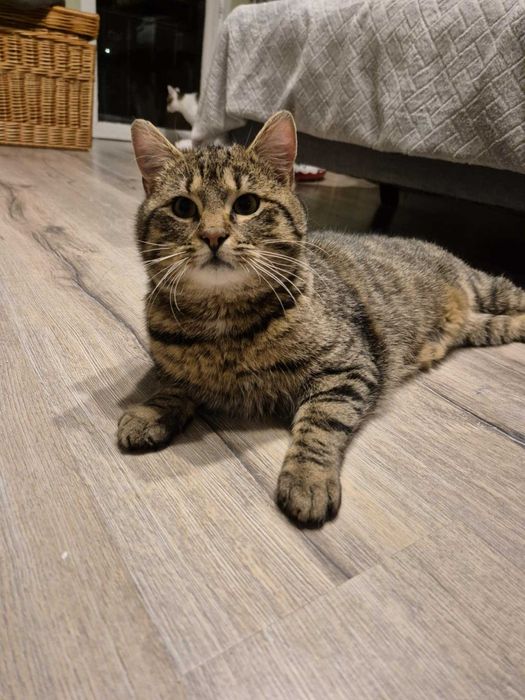 Grawitacja to tylko sugestia! Poznaj roztańczonego Vertigo.