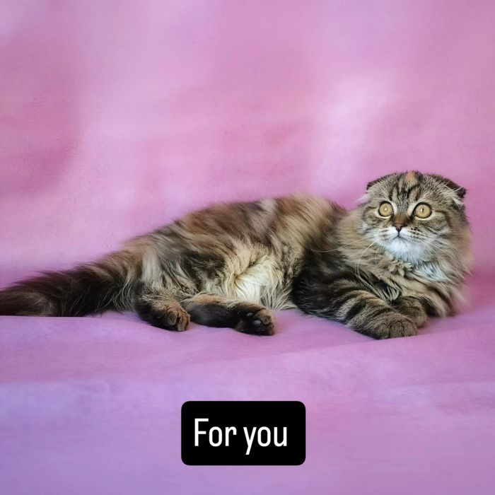 Шотландська хайленд красуня