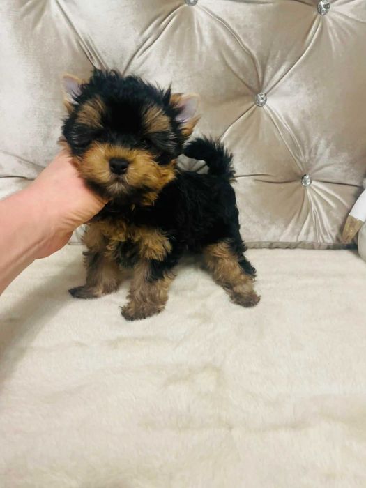 York Romek z Bajki. Cudny czarno-złoty z prawdziwym rodowodem.