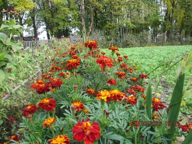 Чорнобривці квіти сушені  50 грн.