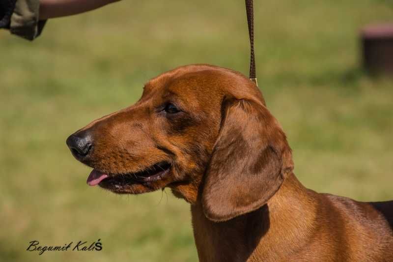 Zaginął rudy jamnik GUCIO - nagroda za odnalezienie !!!