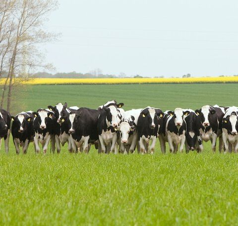 Реалізуємо корів голштин корови