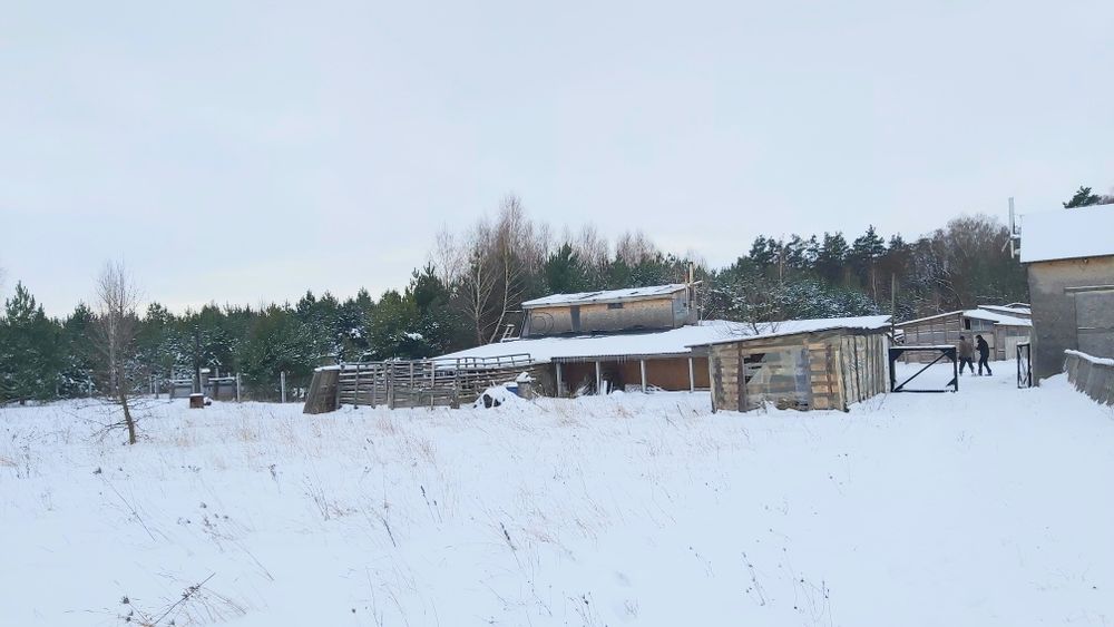 Продам  свиноферму у ліса +10 Га землі,  20 км від Чернігова.