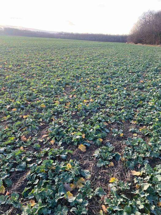 Продам пай 4 га Порозове, казковий краєвид, оточений лісом