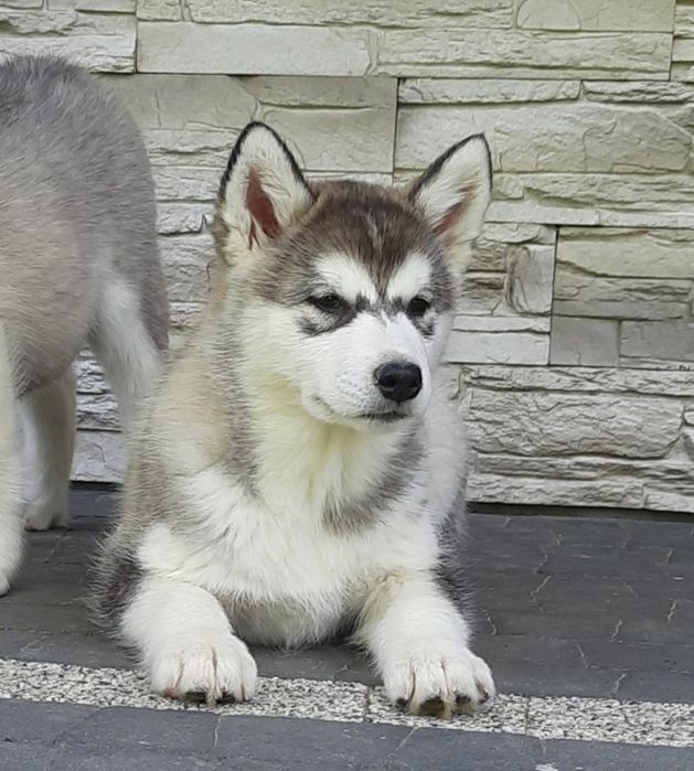 Alaskan malamute szczeniak