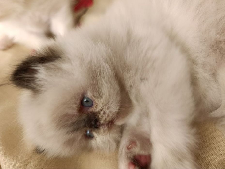 Продам чудових кошеняток