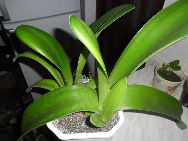 Гемантус белоцветковый красивый цветок- украшение вашего дома.