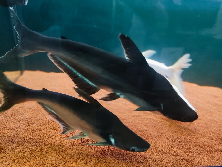 Pangasius Sutchi (Albino + Azuis)