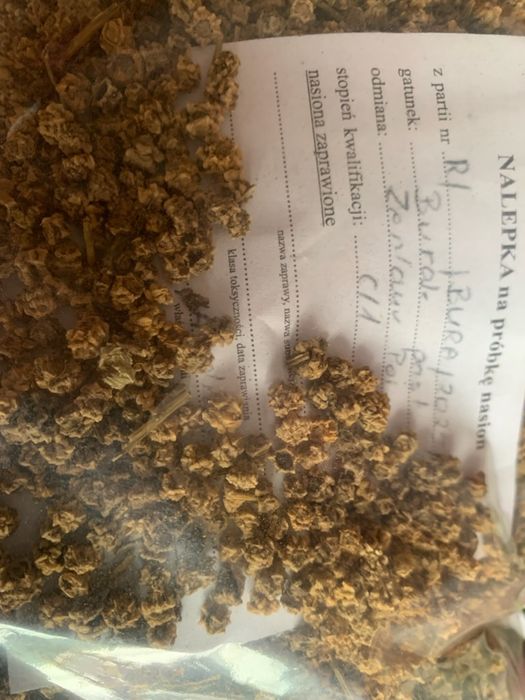 Nasiona buraka pastewnego zentaur poly