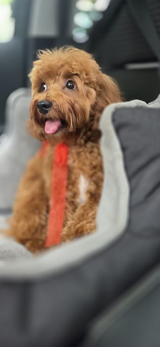 Cavapoo/ chłopczyk