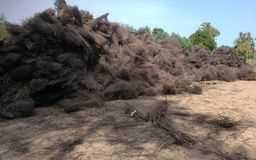 tarnina tarnie wiązki tężnia