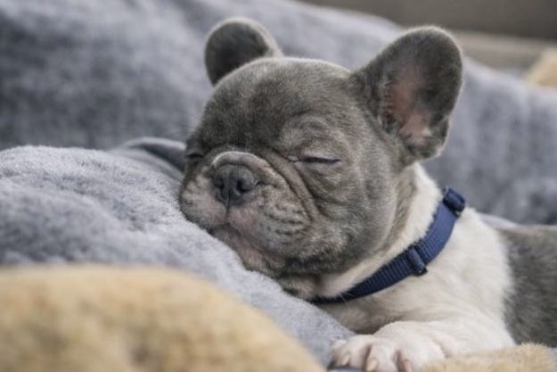 Вип мальчик французского бульдога