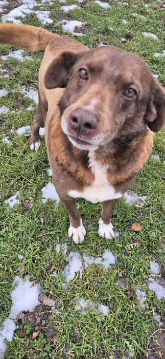 Wspaniały przyjaciel do adopcji