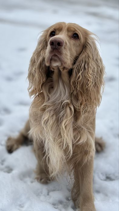 Вязка.Холопчик спанієль