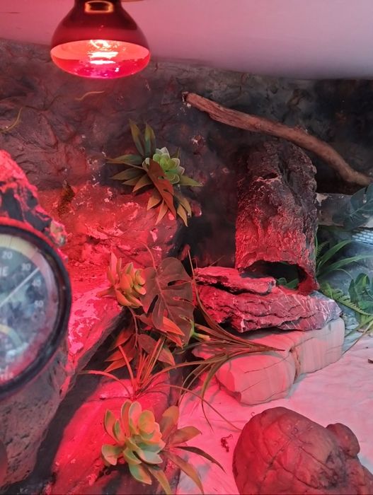 Terrarium dla gekona