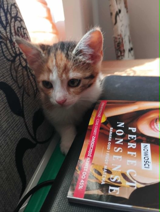 Simba kocurek i Nala kociczka do adopcji