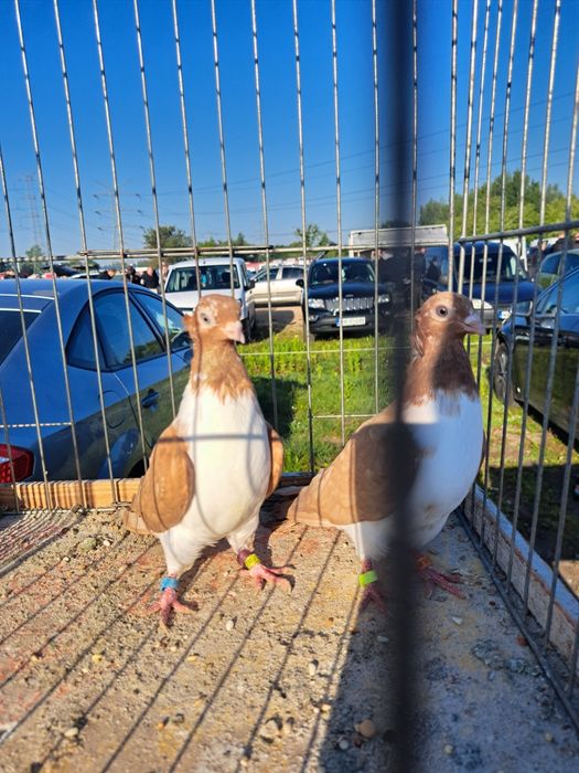 Gołębie - Czajki Węgierskie koroniate