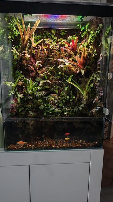 Paludarium roślinne z wodospadem 80x60x40