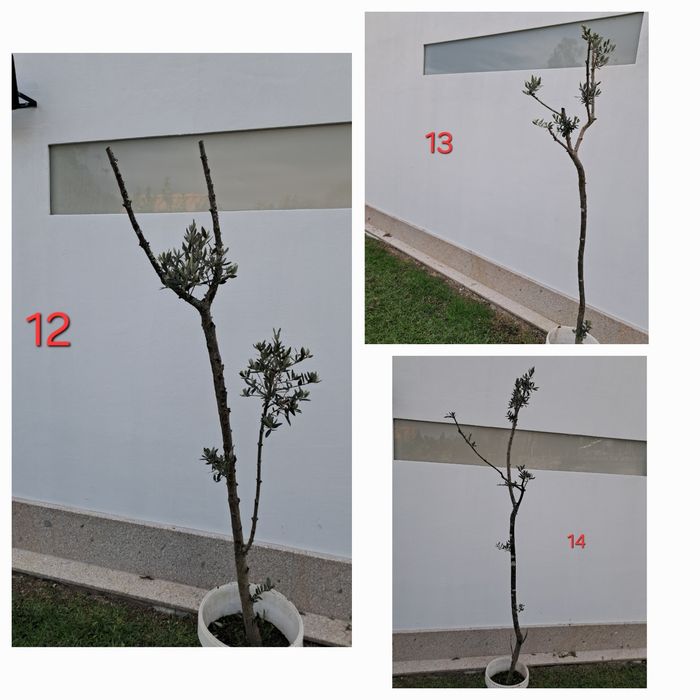 Oliveiras para jardim - vários tamanhos